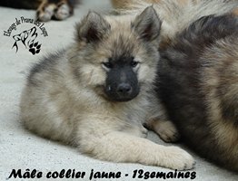 chiot eurasier