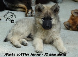 chiot eurasier
