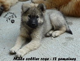 chiot eurasier