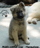 chiot eurasier