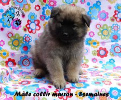 chiot eurasier