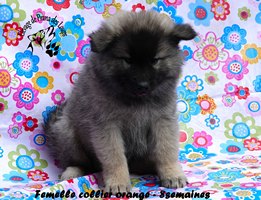 chiot eurasier