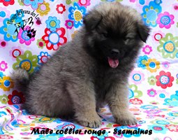 chiot eurasier