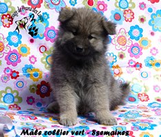 chiot eurasier