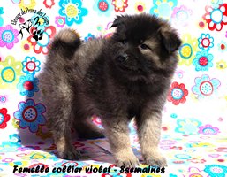 chiot eurasier