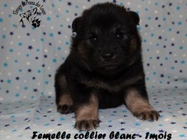 chiot eurasier
