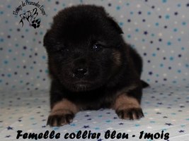 chiot eurasier
