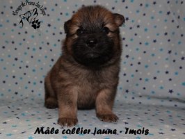 chiot eurasier
