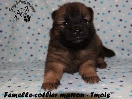 chiot eurasier