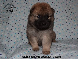 chiot eurasier