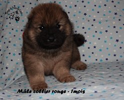 chiot eurasier
