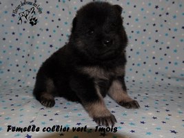 chiot eurasier