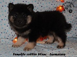 chiot eurasier