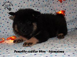 chiot eurasier