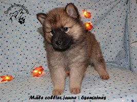 chiot eurasier