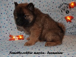 chiot eurasier
