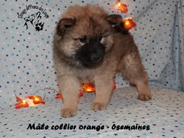 chiot eurasier