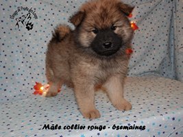 chiot eurasier