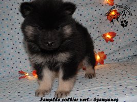 chiot eurasier