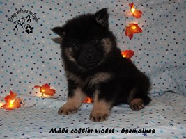 chiot eurasier