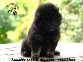 chiot eurasier