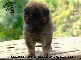 chiot eurasier