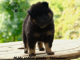 chiot eurasier