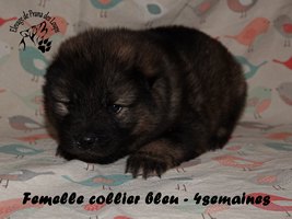 chiot eurasier
