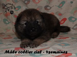 chiot eurasier