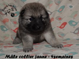 chiot eurasier