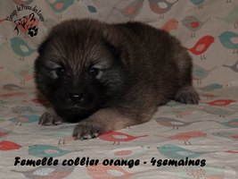 chiot eurasier
