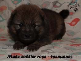 chiot eurasier