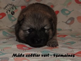 chiot eurasier