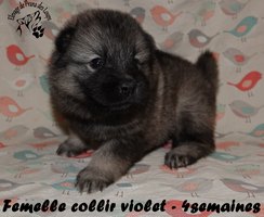 chiot eurasier