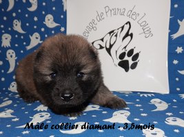 chiot eurasier