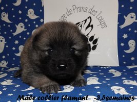 chiot eurasier