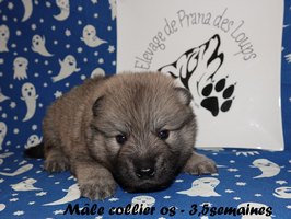 chiot eurasier