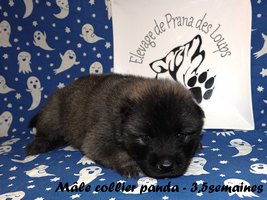 chiot eurasier