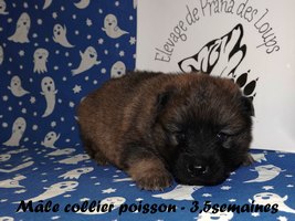 chiot eurasier