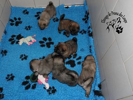 chiot eurasier