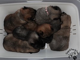 chiot eurasier