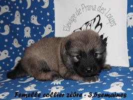 chiot eurasier