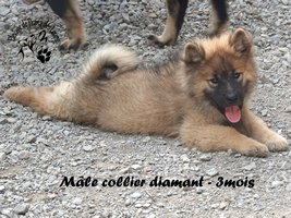chiot eurasier
