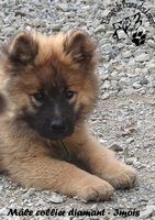 chiot eurasier