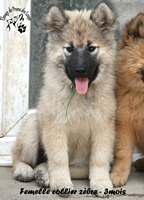 chiot eurasier
