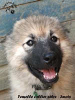 chiot eurasier
