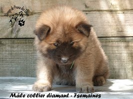 chiot eurasier