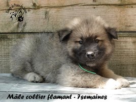 chiot eurasier