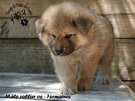 chiot eurasier