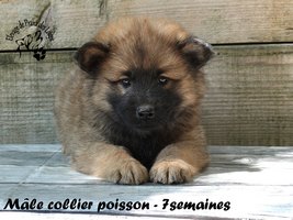 chiot eurasier